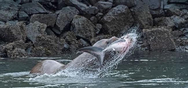 美国阿拉斯加州海湾上演海狮猎杀鲨鱼精彩一幕