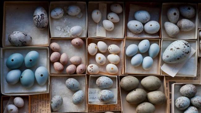内布拉斯加州立大学博物馆内的鸟蛋搜藏，清楚展现了各种鸟蛋大异其趣的外型。 PHOTOGRAPH BY JOEL SARTORE, NATIONAL GEOGRA