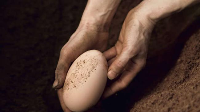 苏拉威西冢雉（Indonesian maleo, Macrocephalon maleo）的蛋是罕见的长椭圆型。 PHOTOGRAPH BY IRA BLOCK