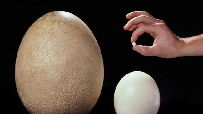 已灭绝的象鸟蛋（左）与现代的鸵鸟蛋，和雷根糖大小的蜂鸟蛋相比。 PHOTOGRAPH BY FRANS LANTING, NATIONAL GEOGRAPHIC