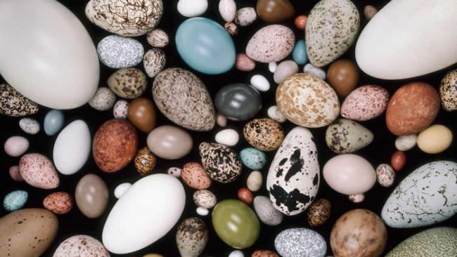 这幅静物影像呈现了各式各样的鸟蛋。鸟蛋的大小和外型变化多端。 PHOTOGRAPH BY FRANS LANTING, NATIONAL GEOGRAPHIC