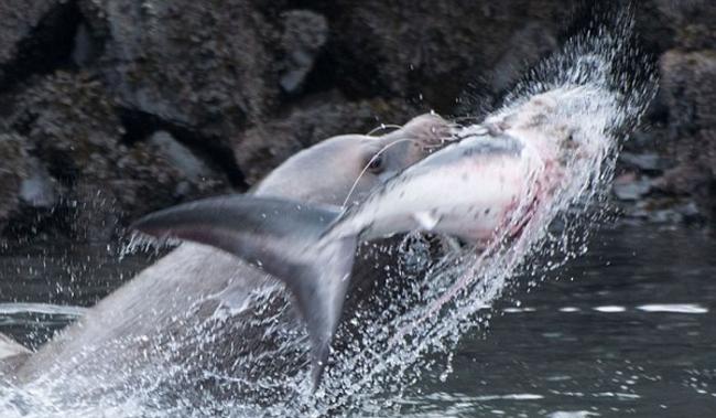 美国阿拉斯加州海湾上演海狮猎杀鲨鱼精彩一幕