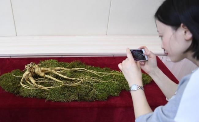 “参王”已获中国农业部特种经济动植物及产品质量监督检验测试中心鉴定为特等鲜野山参。