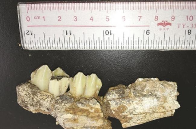 在上陈遗址发现的牛科化石下颌骨残骸侧面（埋藏于S27中，年代约210万年）