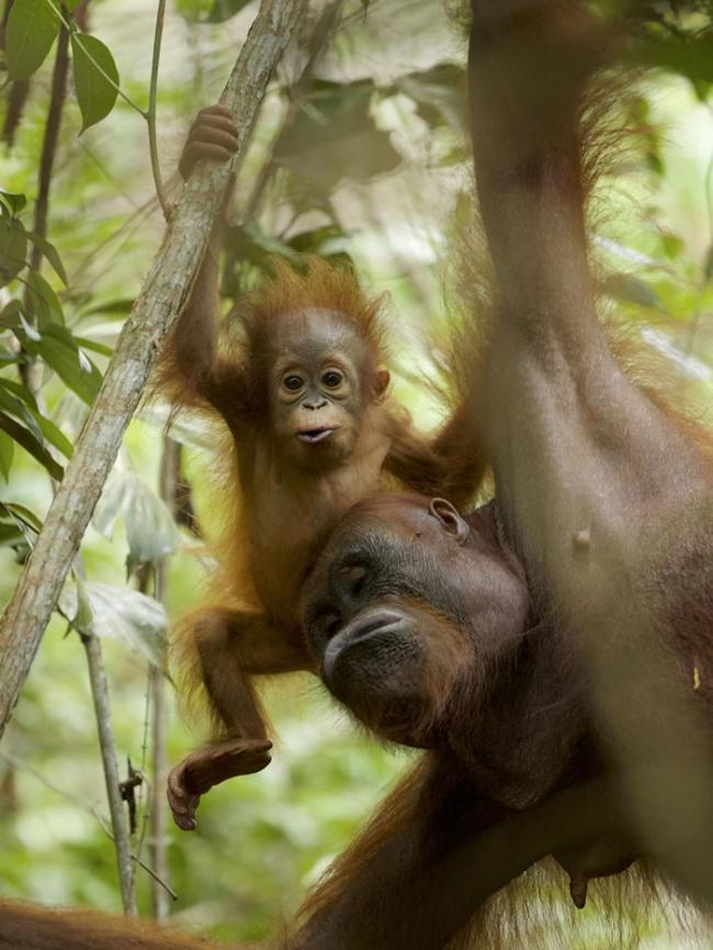 婆罗洲野生猩猩母亲和其11个月大的婴儿。对其它猩猩牙齿中钡含量的研究显示了猩猩在出生后第一年中母奶摄取增加的模式，这一发现与所观察到的该时期中猩猩的专一性吸奶行