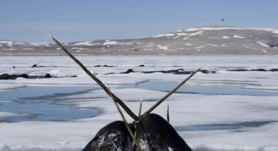北极独角鲸神秘尖牙原来是巨大的传感器