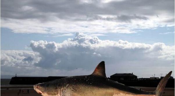 英国威尔士波斯考尔海滩天空惊现“大白鲨”
