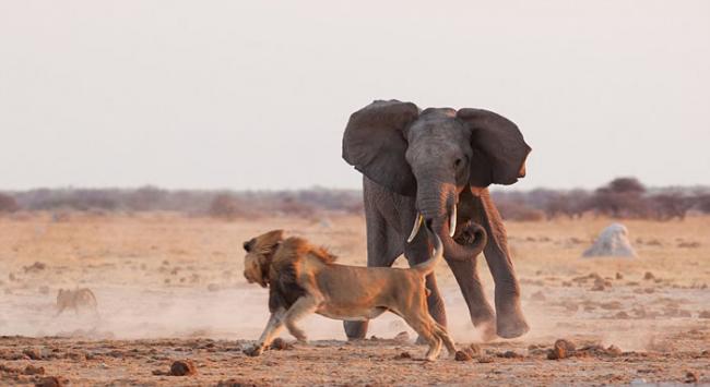 博茨瓦纳纳塞潘国家公园雄狮与公象为争夺水源展开激战