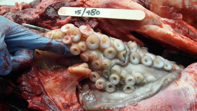 这张尸体解剖的照片显示章鱼卡在海豚的喉部。 PHOTOGRAPH BY DR NAHIID STEPHENS, MARINE MAMMAL SCIENCE