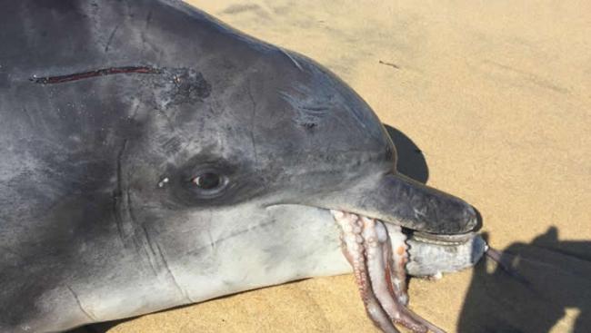 吉利根在澳洲班伯利斯特拉罕海滩上被发现，它的嘴巴露出一只章鱼。 PHOTOGRAPH BY JOHN SYMONS, MARINE MAMMAL SCIENCE