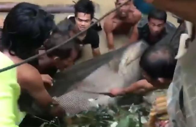 巨型鲶鱼搁浅泰国南部博他仑府 村民花6小时拯救