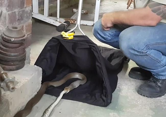 澳洲布里斯班惊现“蛇吃蛇”：东部拟眼镜蛇吞食地毯莫瑞蟒被双双擒获