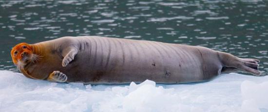 挪威斯瓦尔巴特群岛一只红脸“关公”海豹
