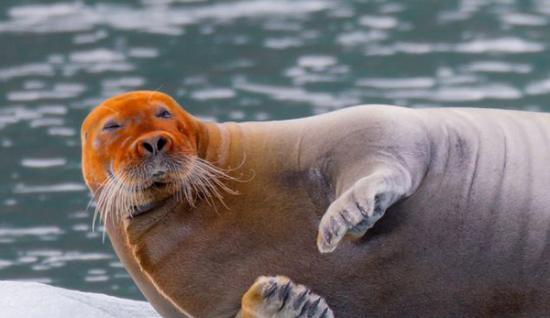 挪威斯瓦尔巴特群岛一只红脸“关公”海豹