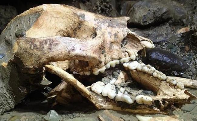 双河洞大弯红名洞内发现了熊猫头骨化石。