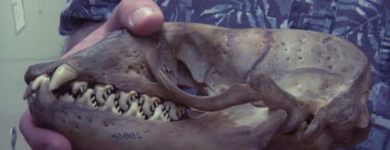 食蟹海豹的牙齿有如锯齿