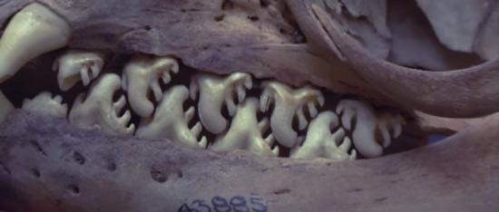 食蟹海豹的牙齿有如锯齿