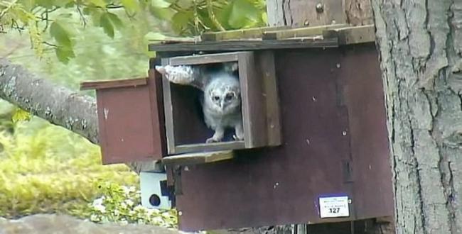 猫头鹰雏鸟在木岛箱巢等候母亲带食物回来。