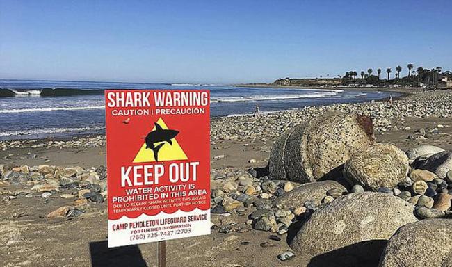 美国女子在加州海滩惨遭大白鲨攻击 把手插入鲨鱼眼中挖出眼睛才逃过一劫