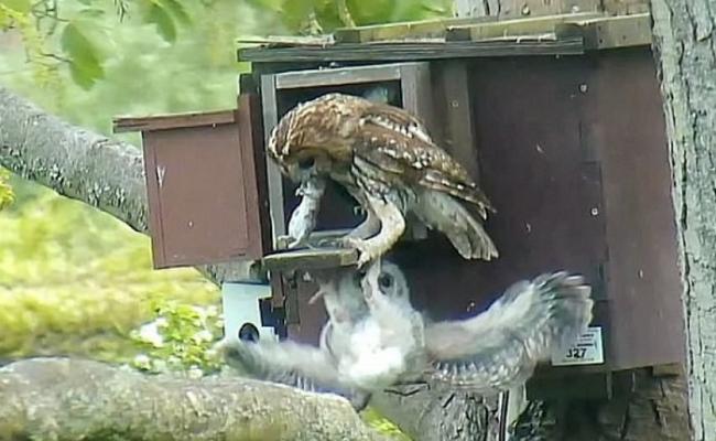 猫头鹰雏鸟不慎跌出木岛箱巢外，母猫头鹰尽力用爪将它攫住。