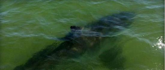 美国科德角沿海海域发现一条体型巨大、外表古怪的大白鲨