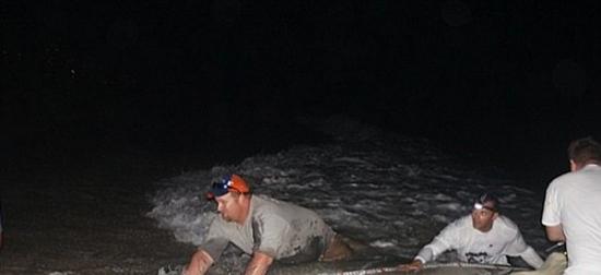 美国男子在佛罗里达州南部棕榈滩钓得4米锤头鲨