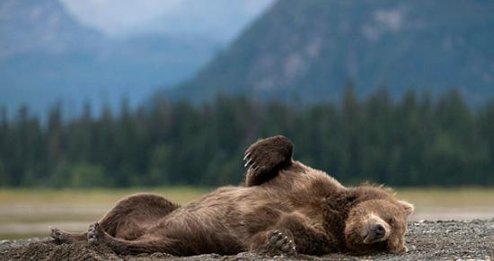美国阿拉斯加克拉克湖国家公园一只棕熊在沙滩上打盹