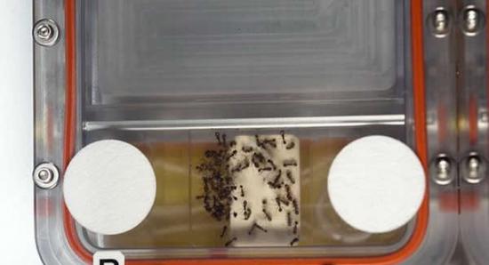 研究人员通过改变蚂蚁群体栖息环境大小，观察它们如何有效协同工作。