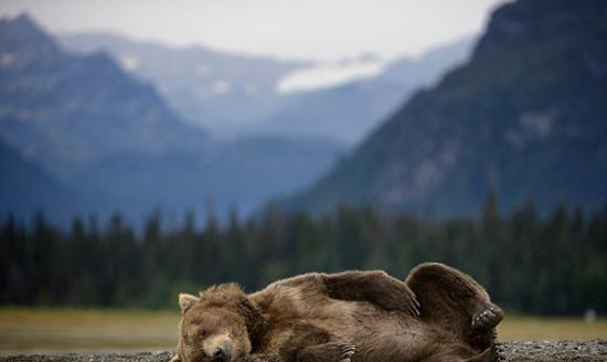 美国阿拉斯加克拉克湖国家公园一只棕熊在沙滩上打盹