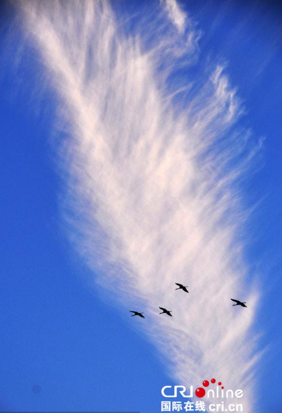 草海国家级自然保护区天空出现形似黑颈鹤羽毛形状的云朵