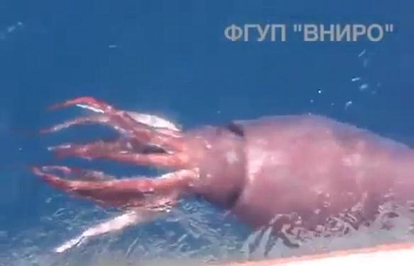 俄罗斯渔民捕鱼返航途中遇到深海巨型乌贼