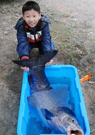 广东钓鱼爱好者在花都深水鱼塘成功钓出一条50余斤重的超大黑鲩