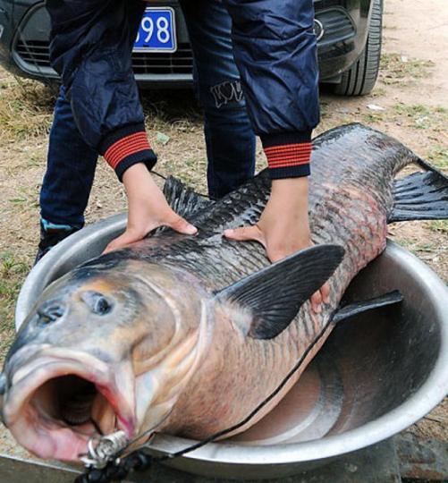 广东钓鱼爱好者在花都深水鱼塘成功钓出一条50余斤重的超大黑鲩