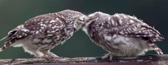 英国一只猫头鹰妈妈给孩子喂食似接吻