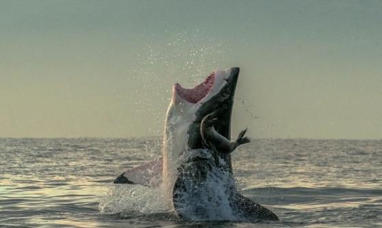 海豹成功逃离大白鲨的血盆大口。