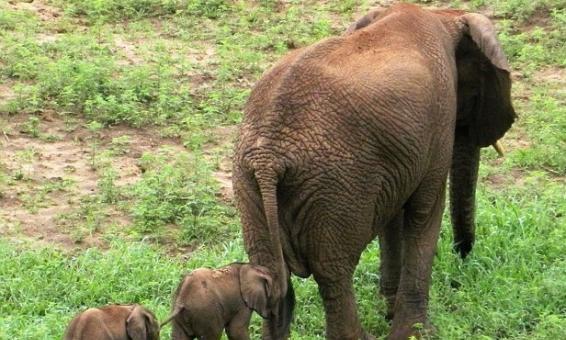 两只可爱小象跟着妈妈一起走