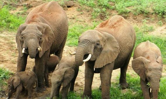 大象妈妈带同双胞胎与另一对母子一起喝水