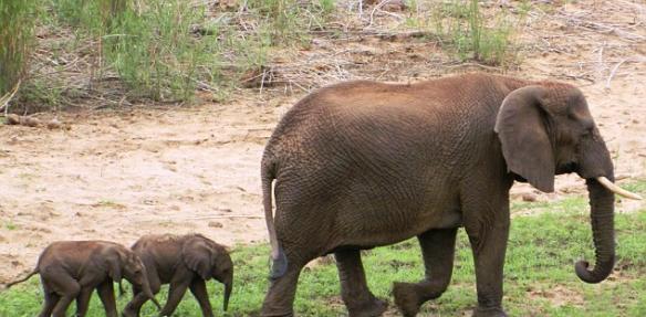 大象诞下双胞胎为十分罕见