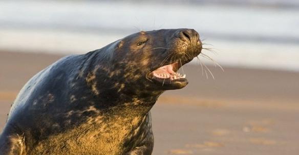 专家呼吁民众要尽量与海豹保持距离