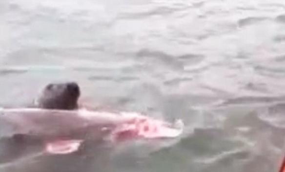 海豹咬着鼠海豚的尸体