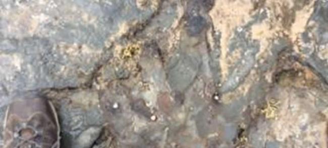 澳大利亚国家公园一亿多年前恐龙足迹化石被人用大锤打碎
