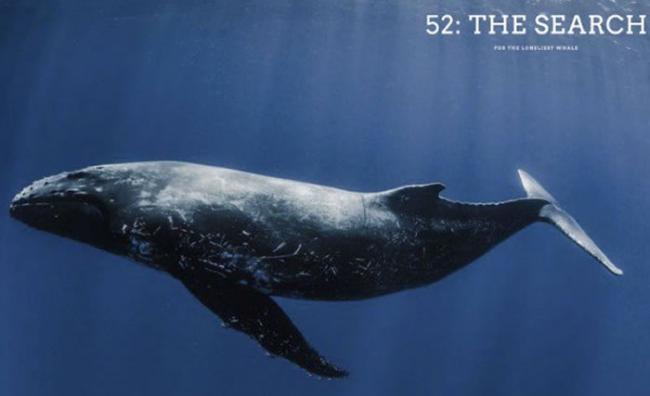 孤独的鲸鱼“52赫兹”因发出的嗓音过高遭同类排挤