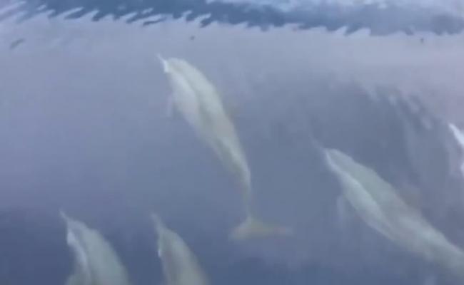 泰国攀牙府斯米兰群岛海域有逾100只海豚现身