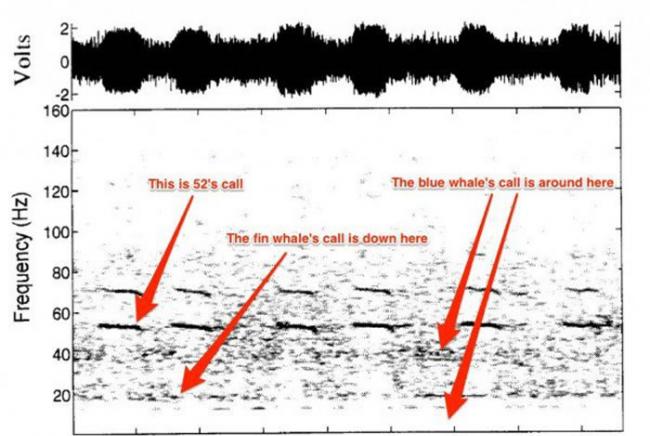 鲸鱼发出的声音频率达到52赫兹