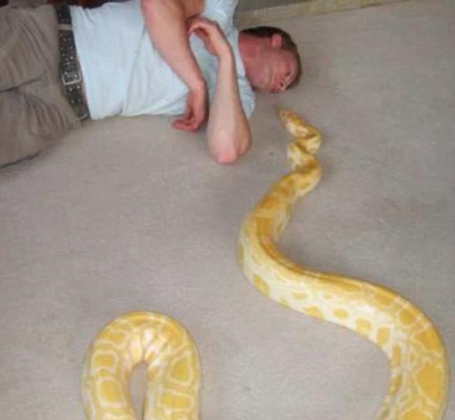英国蛇痴离奇倒毙 凶手或是家中7.6米宠物蟒蛇