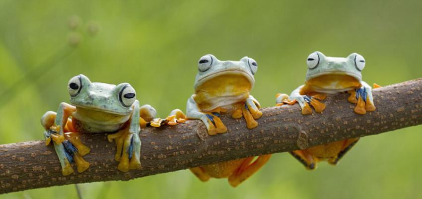 摄影师Hendy Mp在印度尼西亚拍到三只树蛙“叠罗汉”的搞笑画面