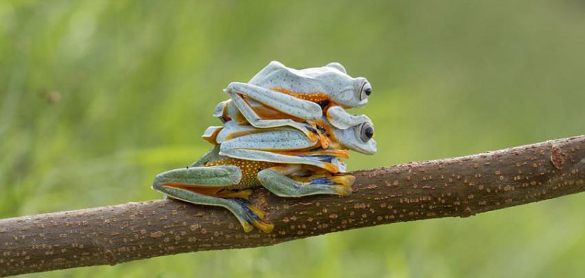 摄影师Hendy Mp在印度尼西亚拍到三只树蛙“叠罗汉”的搞笑画面