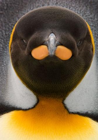 南乔治亚岛上这只国王企鹅鲜明的色彩显露无遗。