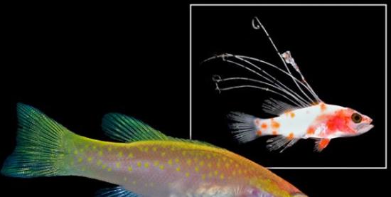 与众不同幼鱼是鱼类新品种：黄色斑点金鲈鱼