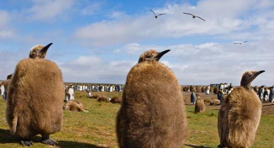 福克兰群岛上，三只换羽期的国王企鹅幼雏放空片刻。